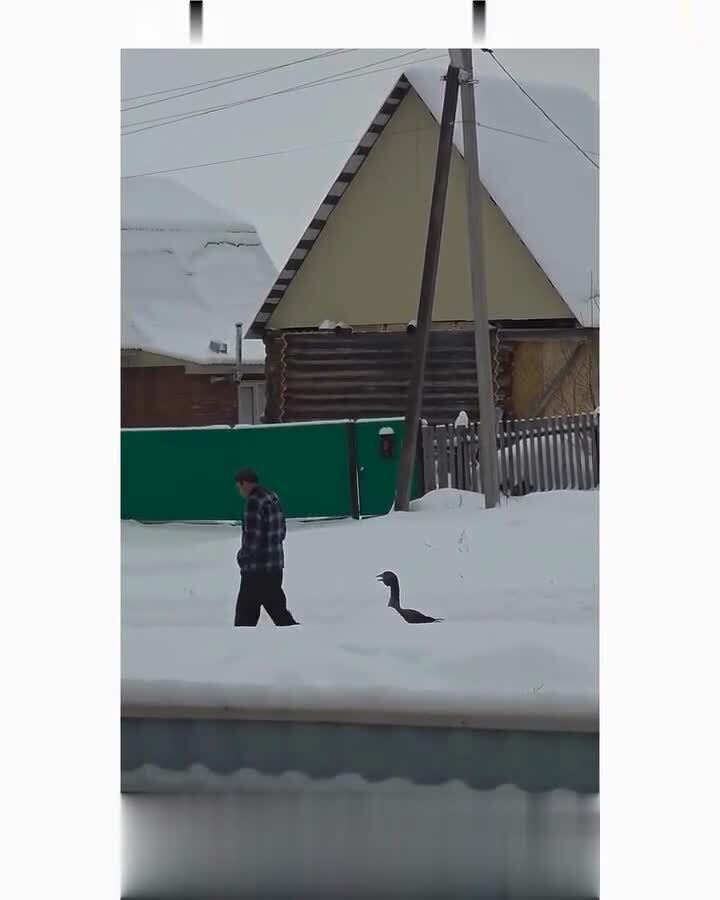 Вместо собаки)