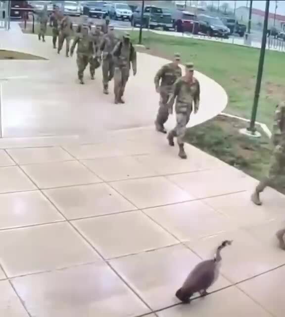 Против гуся армия "бессильна" )))