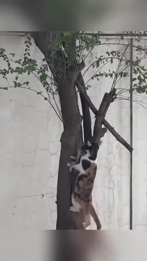 Мамы,они и есть мамы