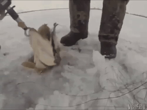 Просто гифки, всякие и&nbsp;разные