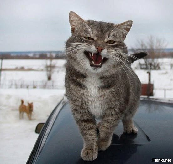 Солянка