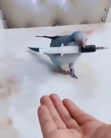 Попугаи очень умные создания