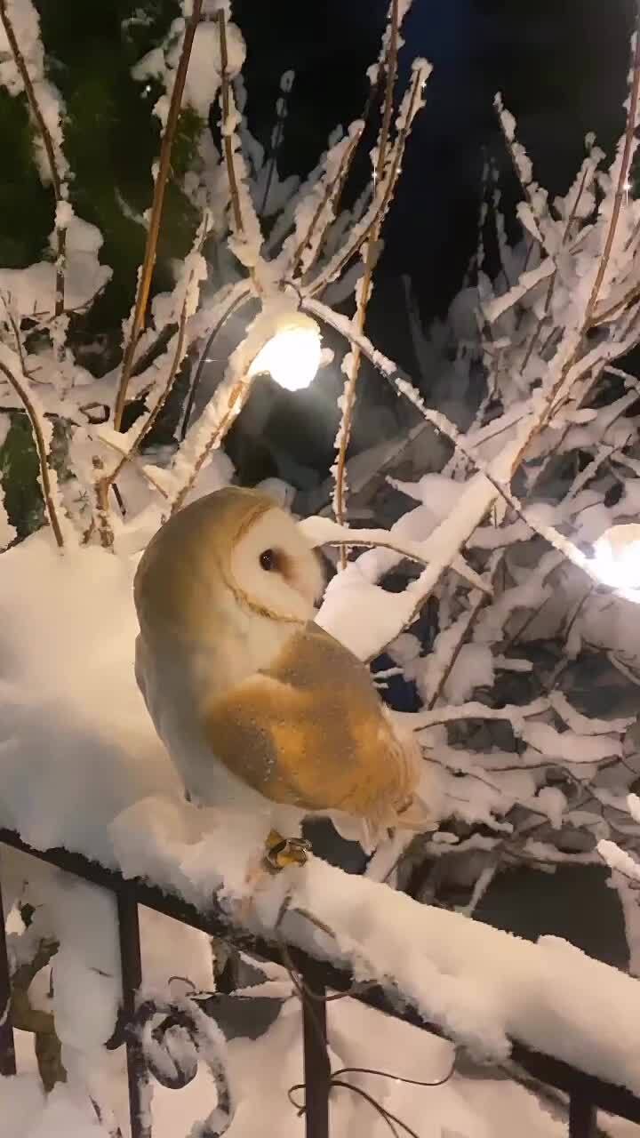 Зимнее настроение