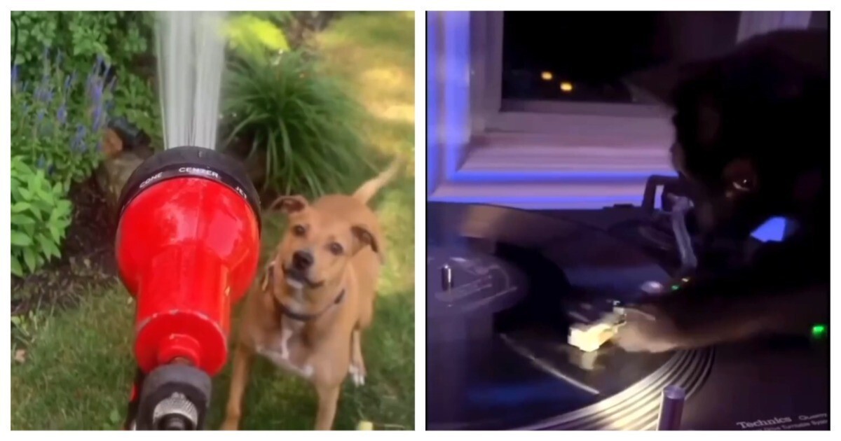 Музыкальная пауза