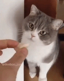 Черная молния