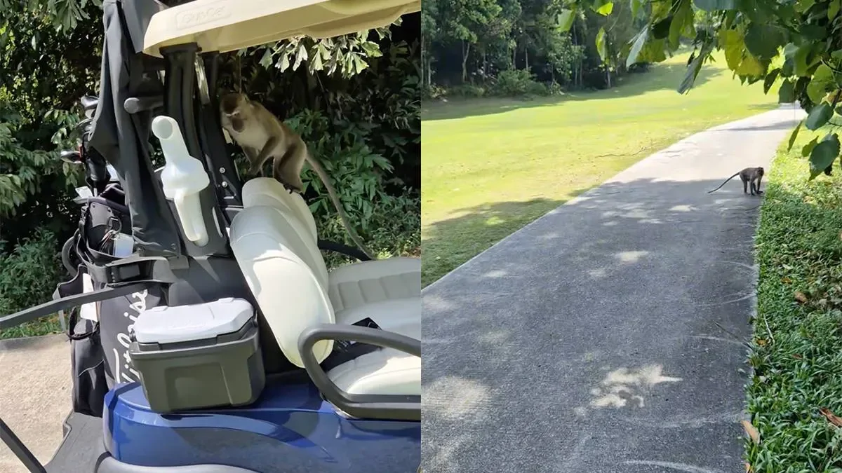 Наглые обезьяны украли одежду для гольфа у туриста