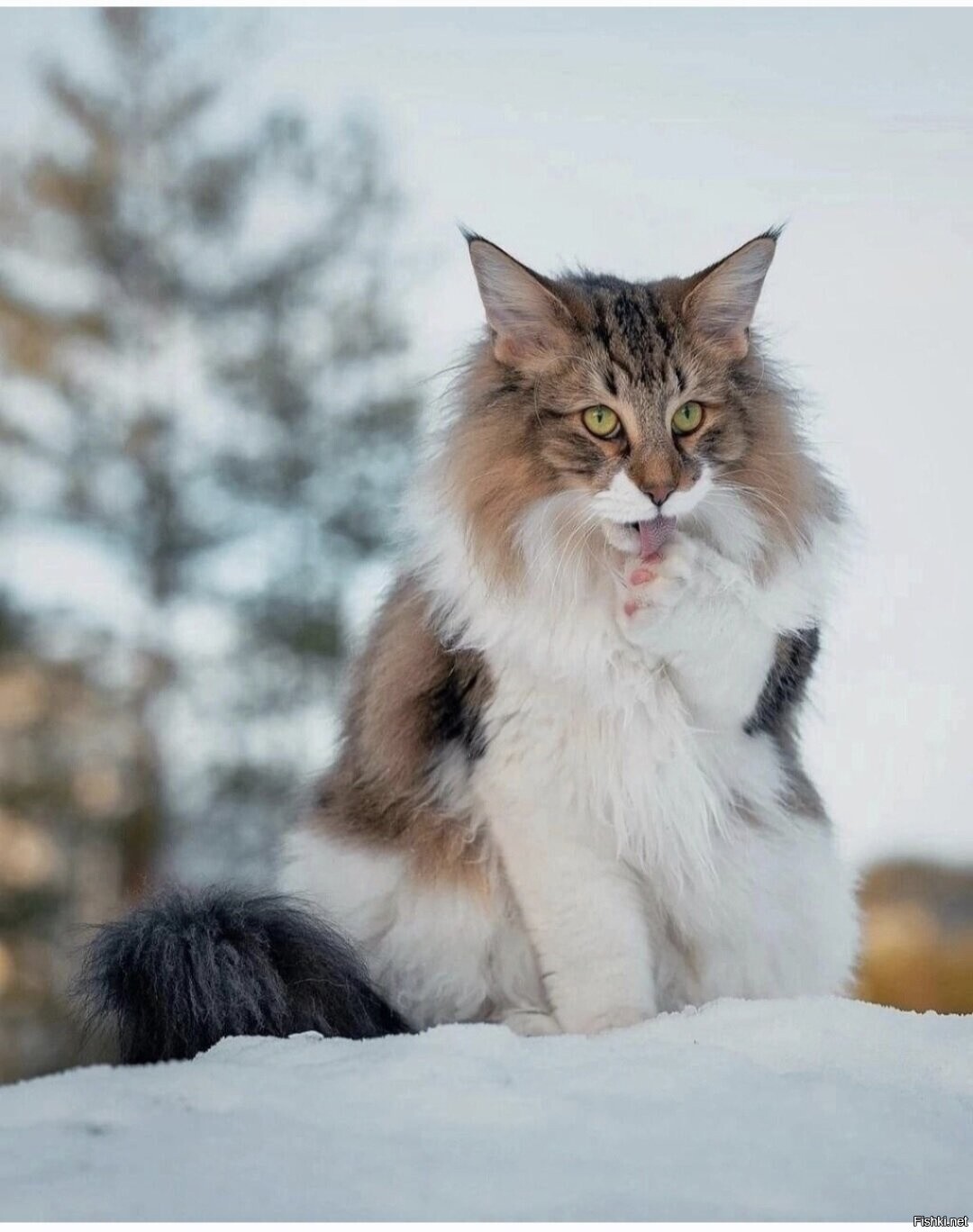 Солянка