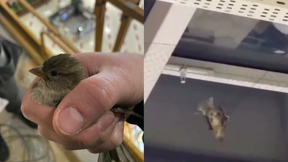 Московский ТЦ «Авиапарк» обвинили в создании смертельных ловушек для птиц