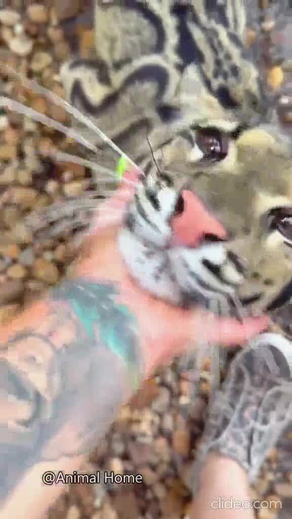 Большие кошки