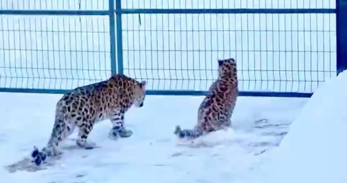 Житель Приморья обнаружил у себя во дворе сразу двух редких леопардов