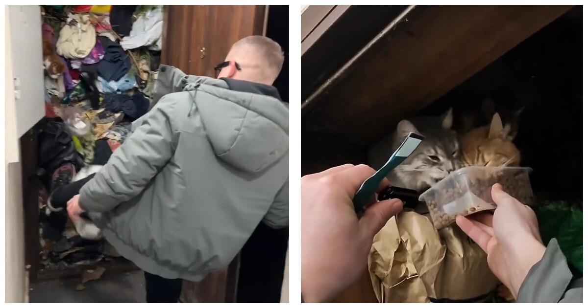 Стена хлама, опарыши и голодные кошки