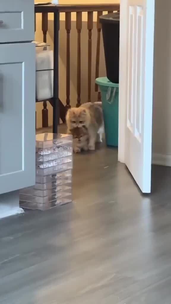 Мама кошка
