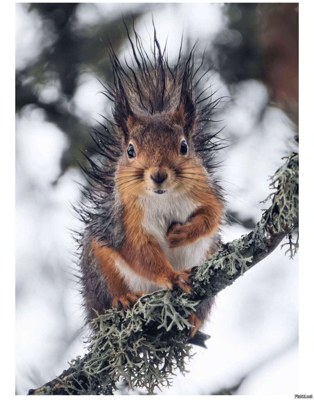Солянка