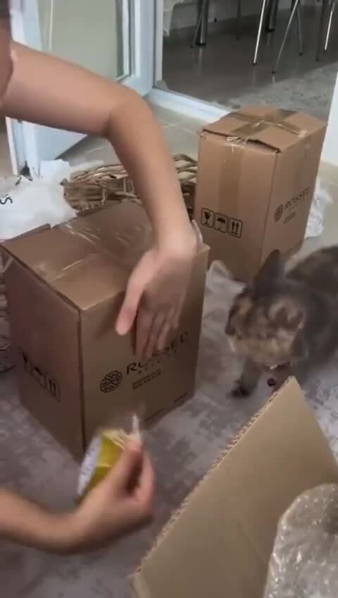 Котопомощь