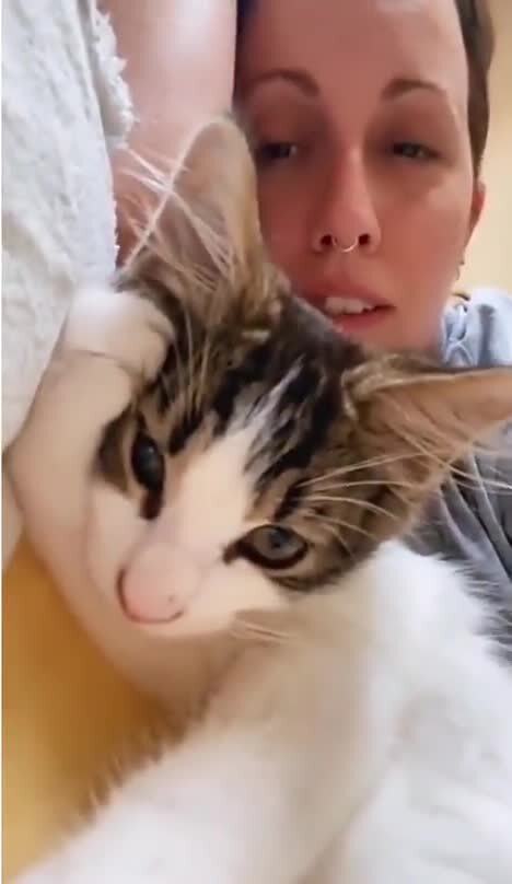 Имитация котов )))
