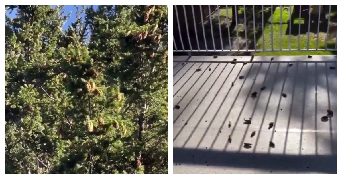 Проворная белка скидывает шишки с дерева