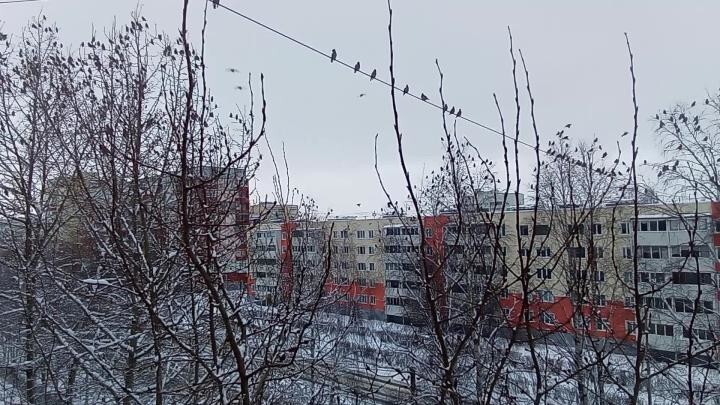 У нас тут нашествие клестов