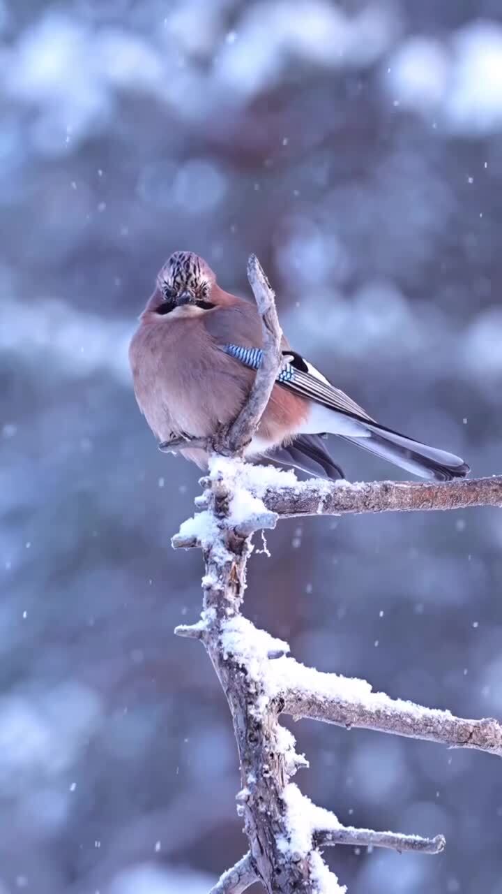 Зимние прелести