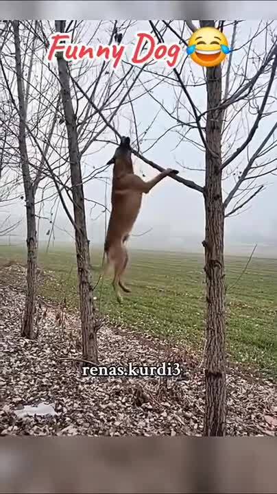 Упорство и труд