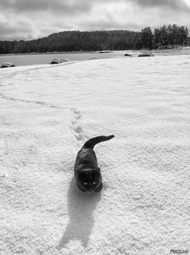 Зимняя прогулка