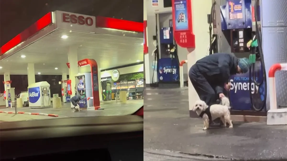 Нестандартная мойка собаки