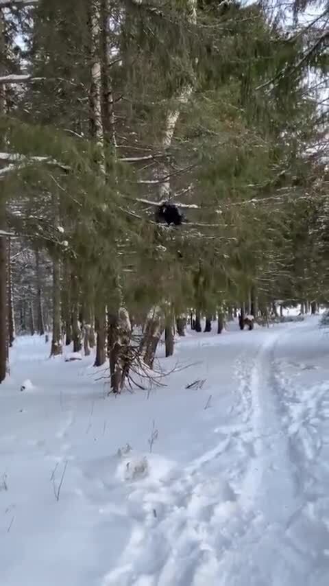 Приученный ворон