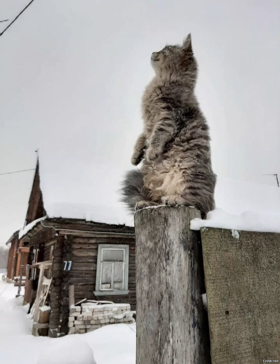 Солянка