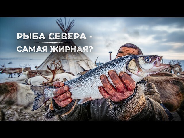 Почему северная рыба жирнее — и чем это полезно?⁠⁠