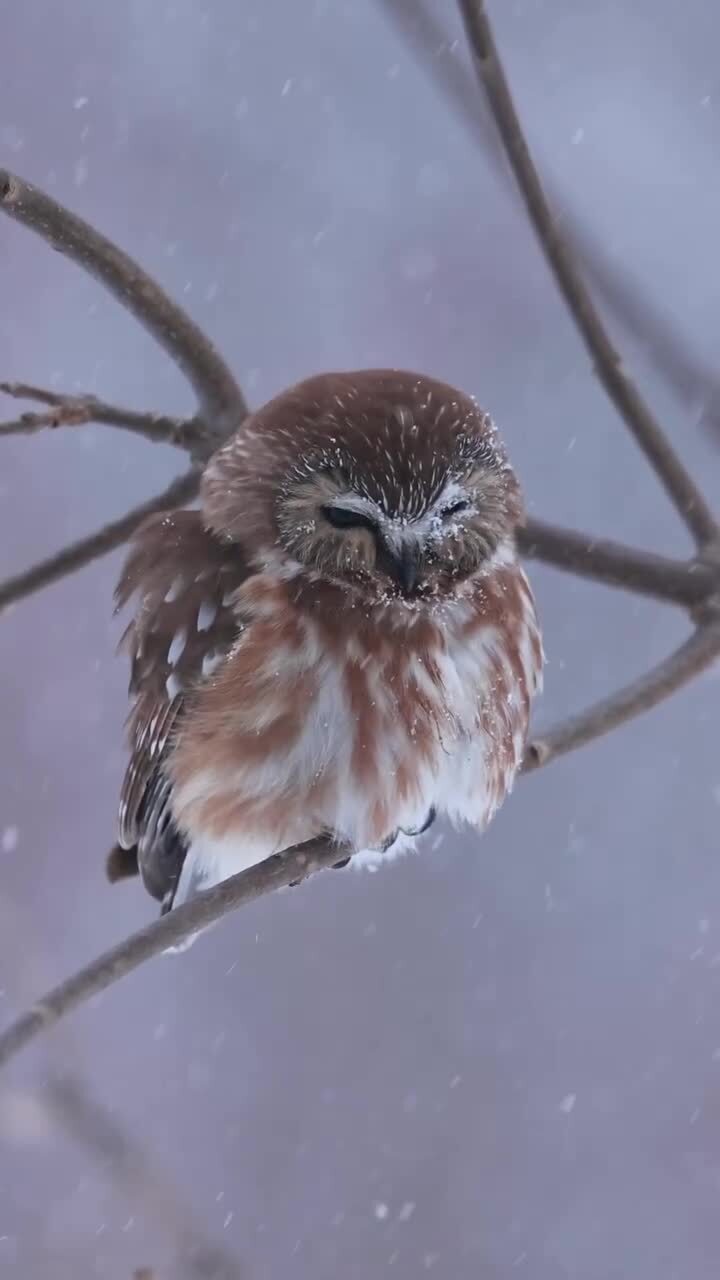 Милота