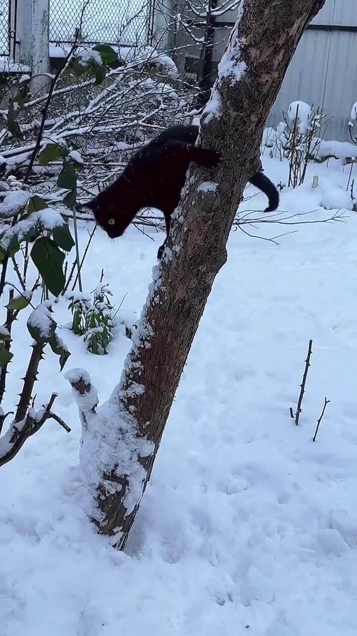 Первая зима у котейки)