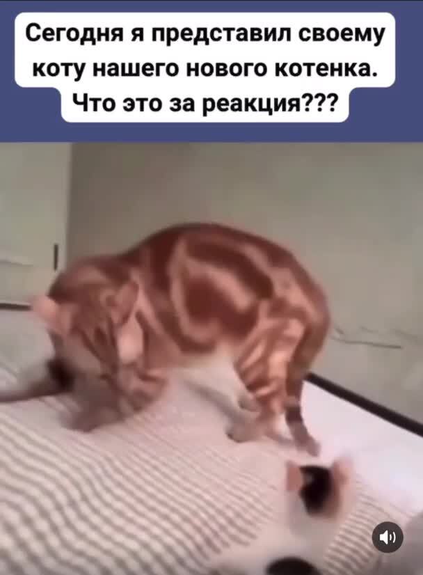 Что хотел сказать кот