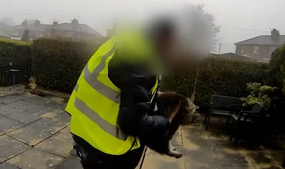 Курьер украл кошку клиента и попал на&nbsp;видео