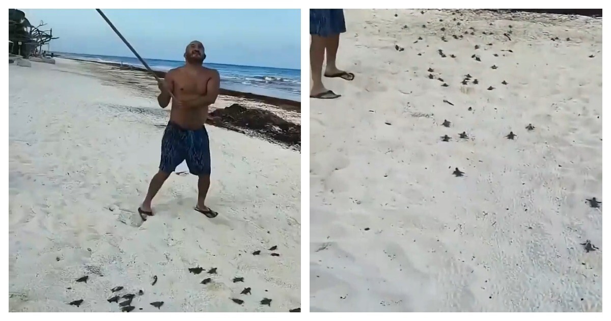 Мужчина пришёл на помощь черепахам