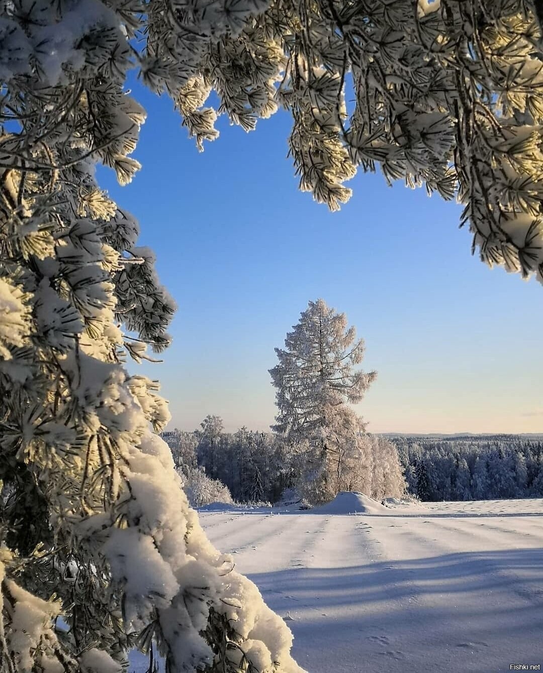Солянка