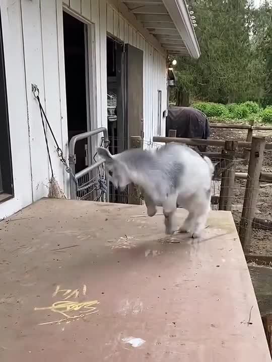 Одним словом - козёл