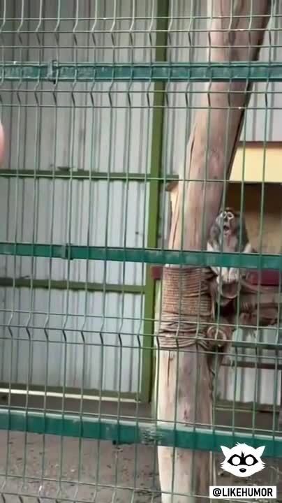 Взгляд обезьяны насторожил