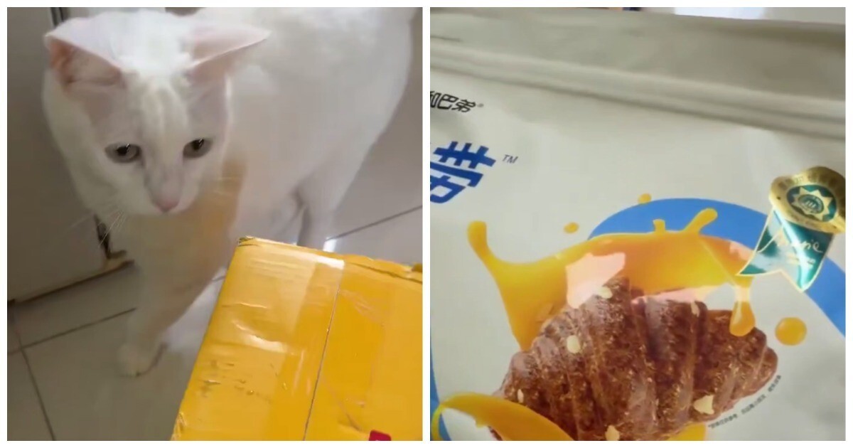 В Китае продают "круассаны" для котов