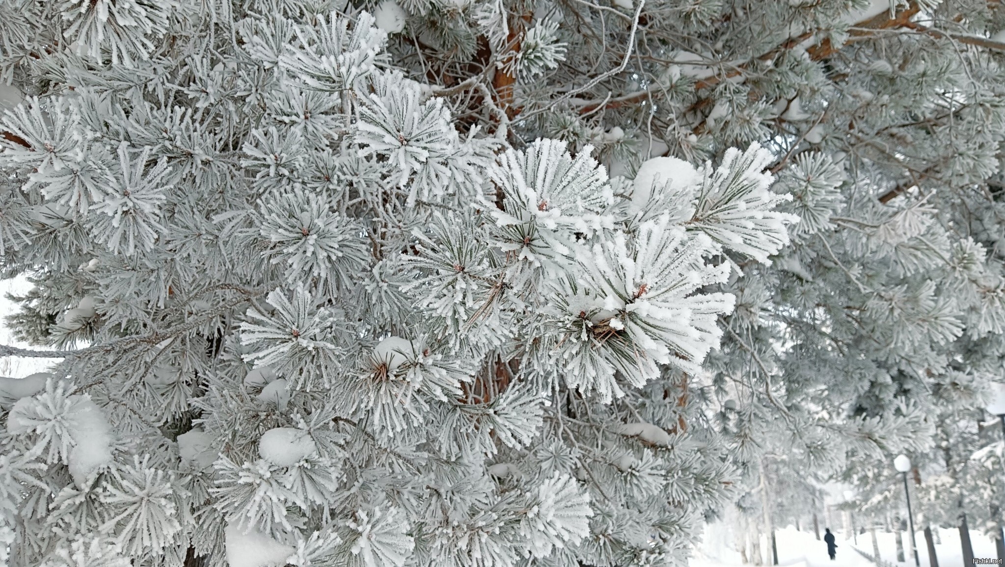 Солянка