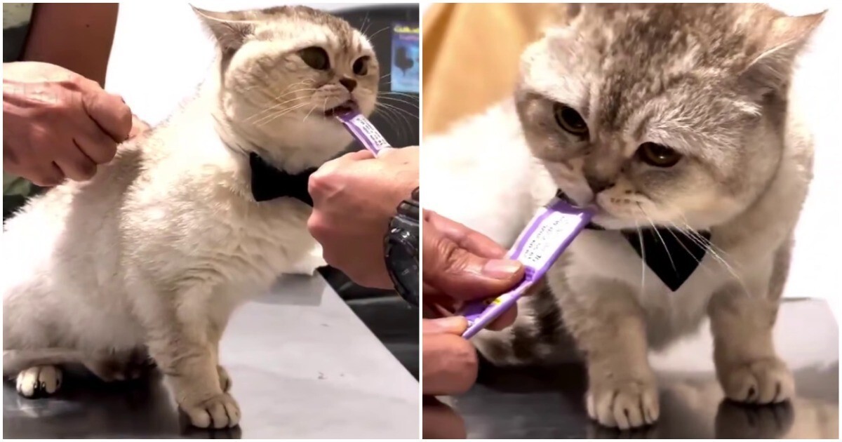 Против кота использовали его главную слабость