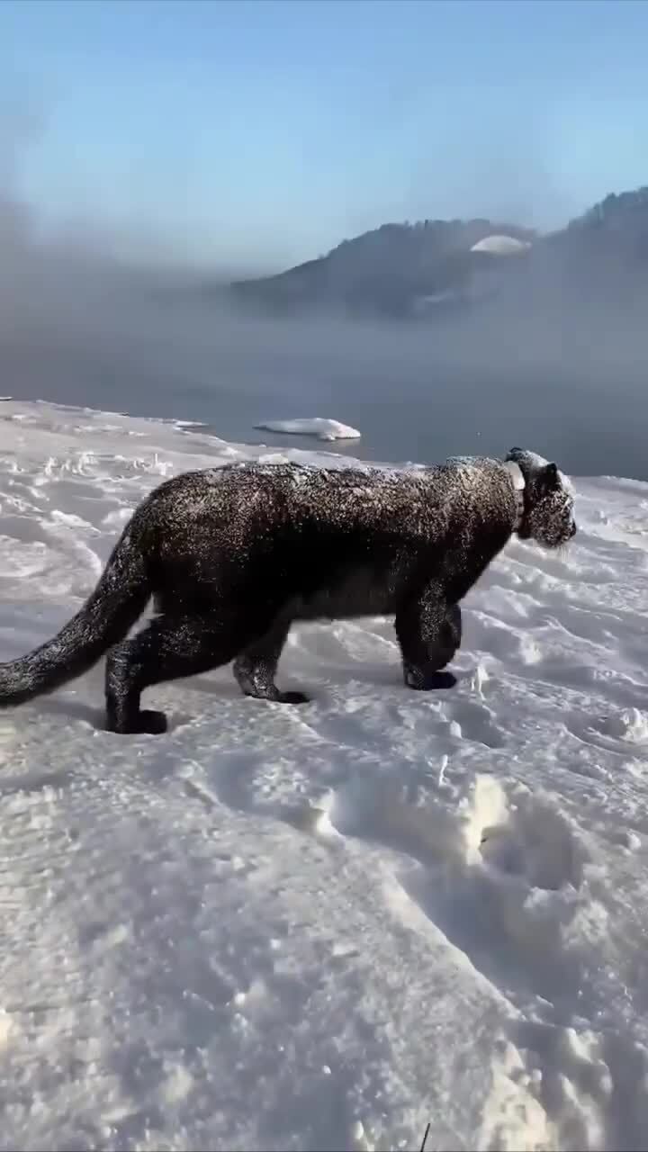 Как в зимней сказке
