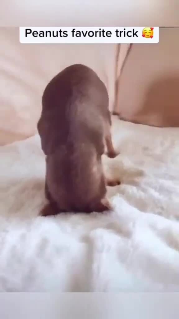 Любят позировать )))