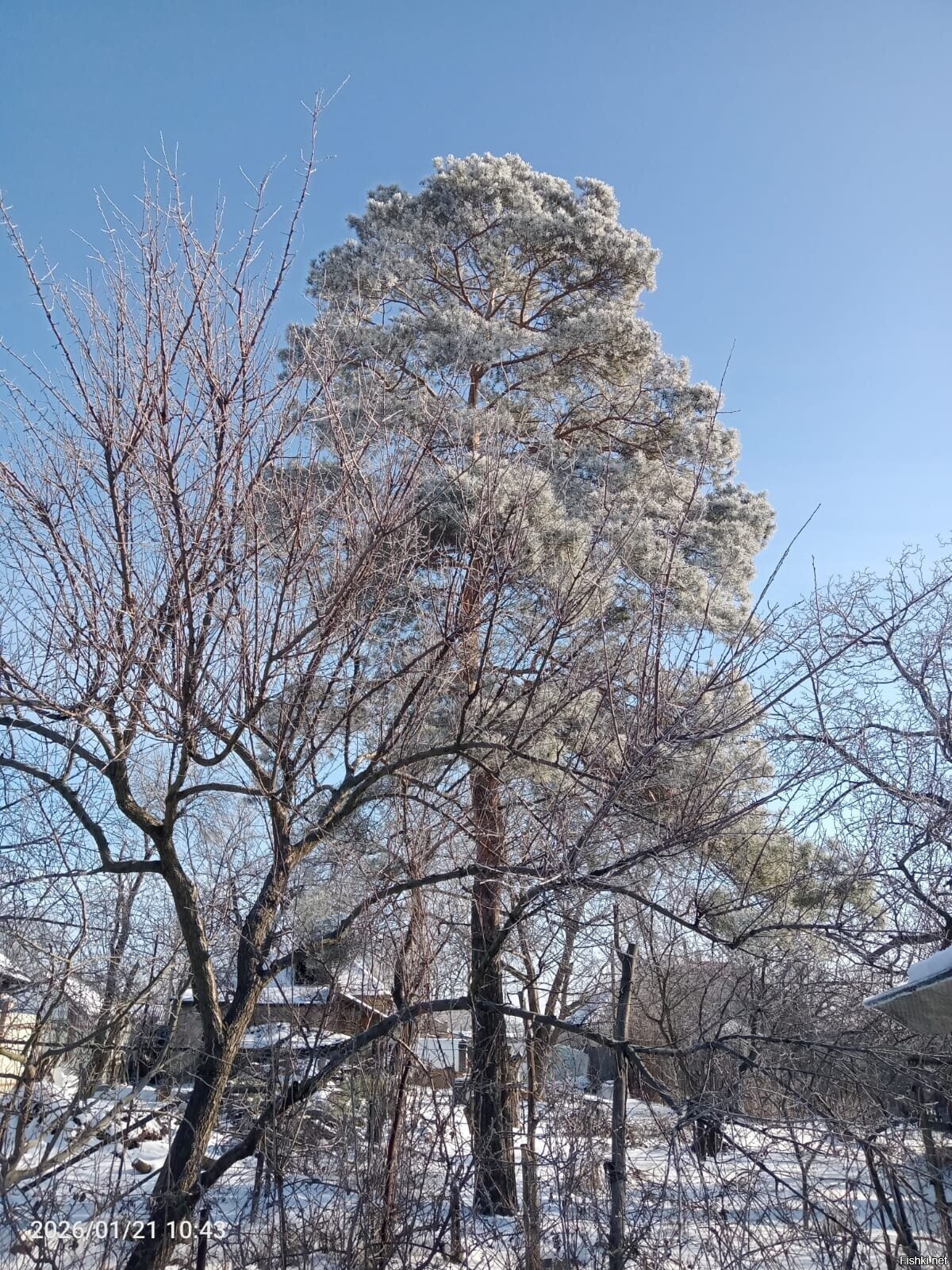 Солянка