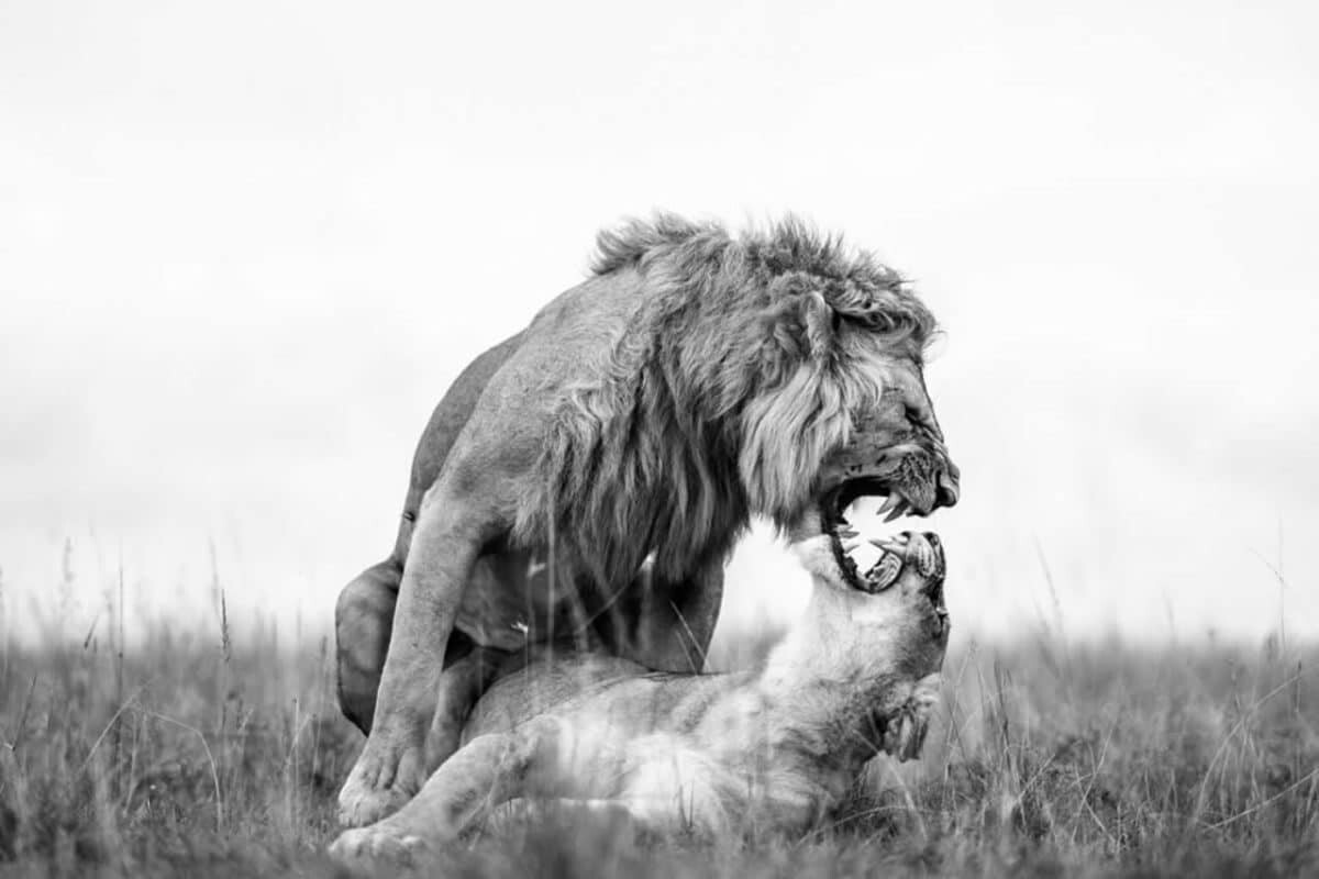 Monovisions Photography Awards 2025