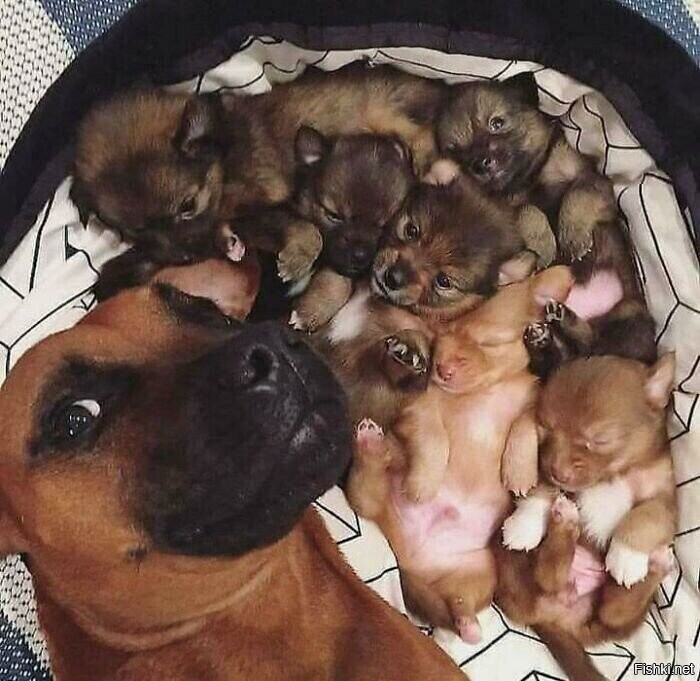 Солянка
