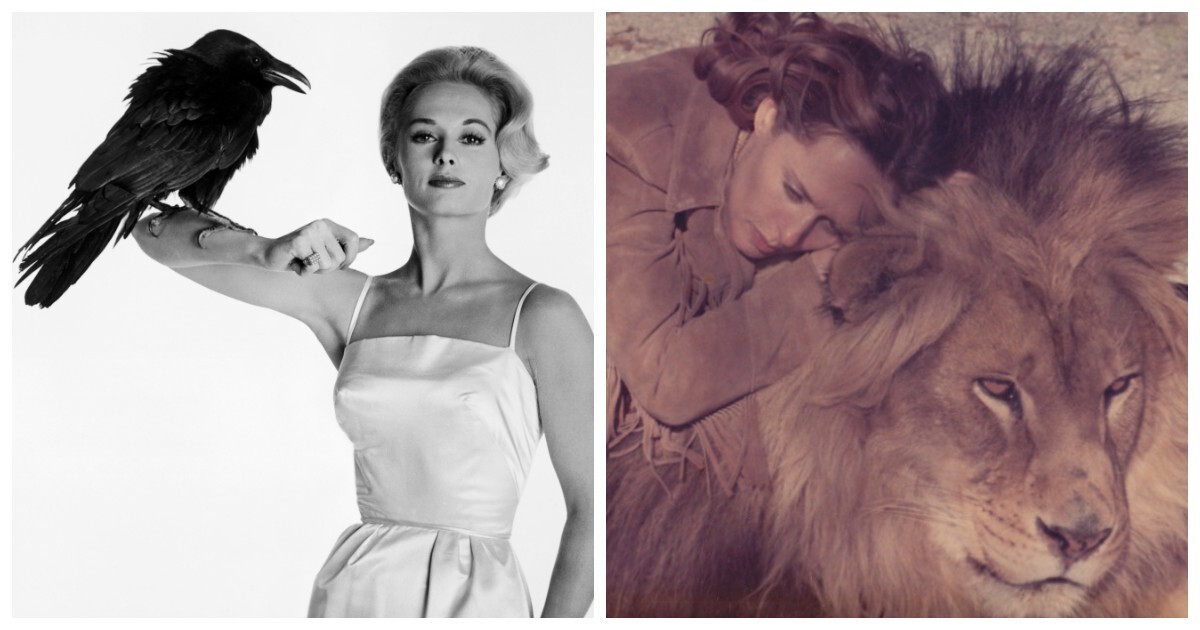 Львиная доля Типпи Хедрен: как муза Хичкока променяла блеск Голливуда на жизнь с хищниками
