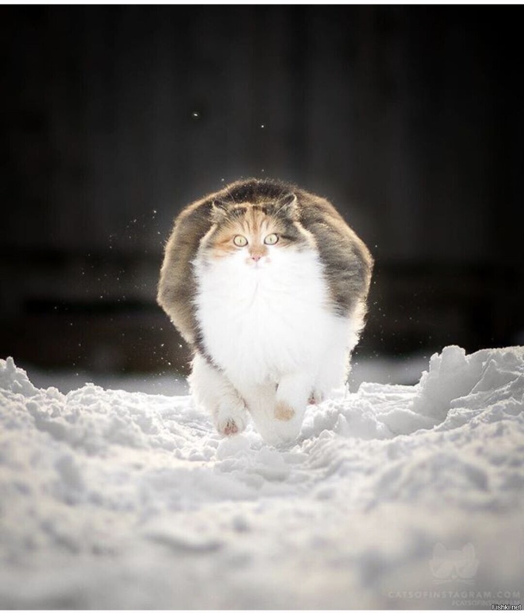 Солянка