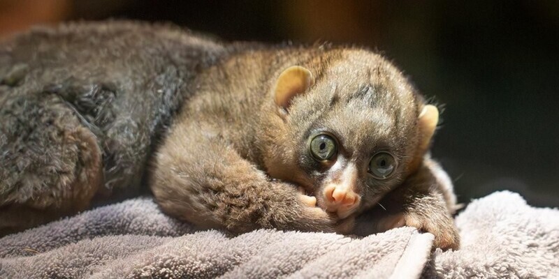В Московском зоопарке родился краснокнижный примат потто⁠