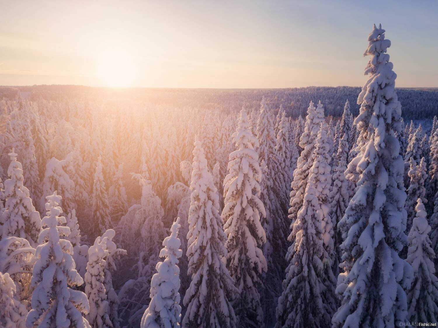 Солянка