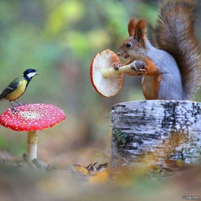 Солянка