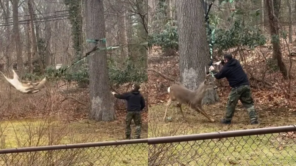Олень застрял в чужом саду: удивительная спасательная операция
